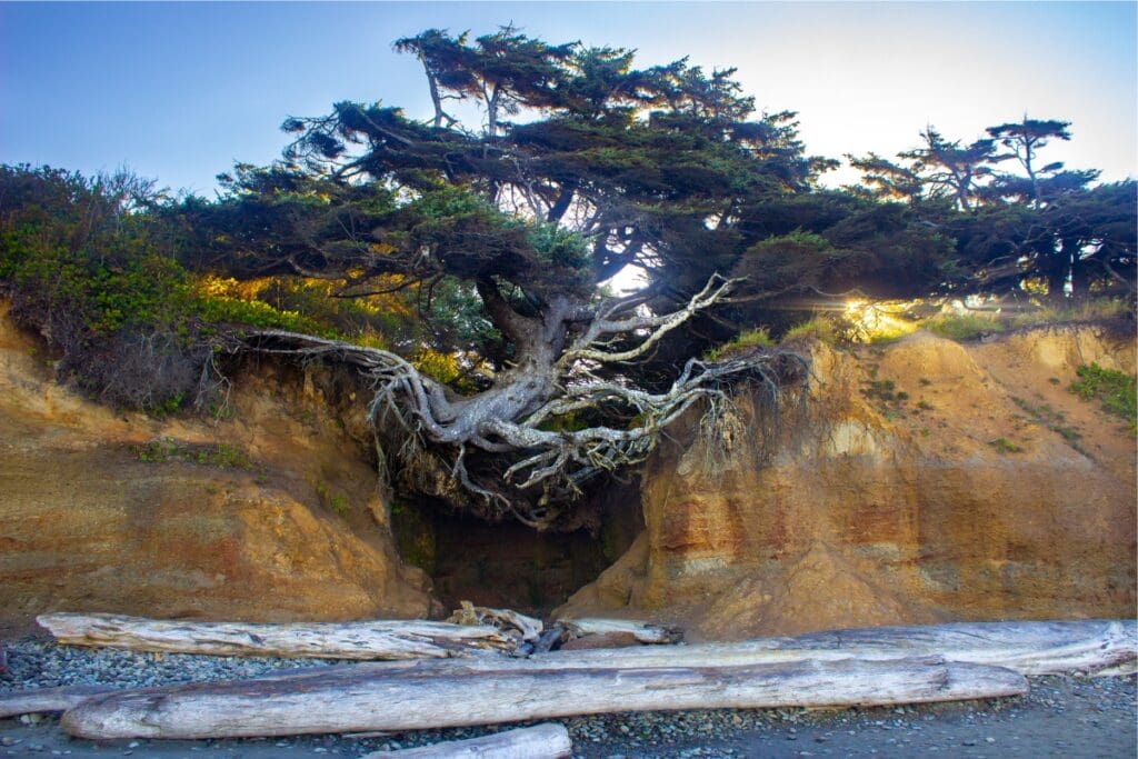 Thriving tree with exposed roots on cliff by ocean appears suspended between heaven and earth.